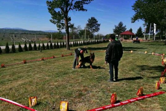 Humanitarna izložba mešanaca za pomoć malom Mateu Izložba pasa