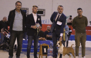 Odgajivačnici pasa “Bosskennel018” na takmičenju u Indjiji prva nagrada u klasi šampiona, najbolji mužjak i klubski pobednik