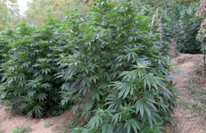 Nišlija osumnjičen da je sadio indijsko konoplje u Bosilegradu