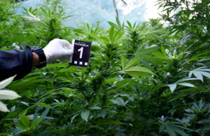 Uhapšene tri osobe zbog uzgajanja marihuane