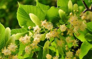 Ambulante pune pacijenata sa prolećnim alergijama, lekari savetuju kožni alergo test