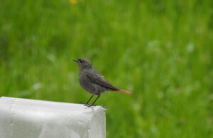 Akcija “Ptice moje hranilice” okuplja ljubitelje prirode svih uzrasta