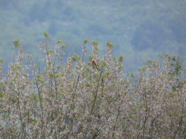 ptice PIO Vlasina4, foto_DZPPS