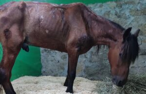 Konja koji je ostavljen po najvećoj vrućini zbrinuo ZOO Planet
