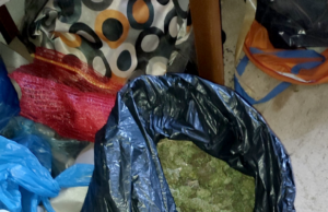 PU NIŠ: Uhapšeni zbog proizvodnje marihuane