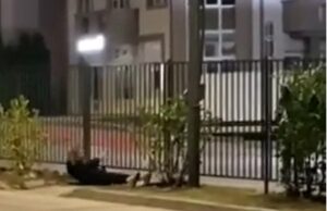 Ni zaštitna ograda ih nije sprečila, ispod nje pa preko ulice