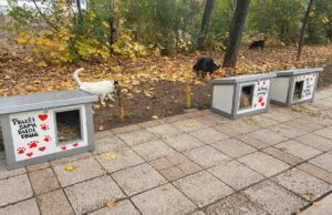 Napuštene životinje dobijaju privremene domove za zimu. Počelo postavljanje kućica po gradu