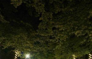 Niška Banja poziva mališane da učestvuju u kićenju jelke na šetalištu