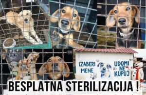 JKP „Mediana“ poziva na besplatnu sterilizaciju, čipovanje i vakcinaciju pasa