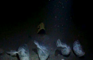 PU NIŠ – Uhapšen nišlija zbog proizvodnje i prodaje marihuane