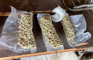 Pretresom stana Policija pronašla 1.243 tableda MDMA