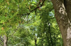 Svečanom liturgijom i litijom obeležen Spasovdan u Niškoj Banji Svečanom liturgijom i litijom obeležen Spasovdan u Niškoj Banji