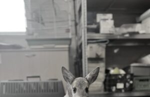 Mali borac koji je dirnuo srca mnogih nije izdržao Maleni hrabri Borko