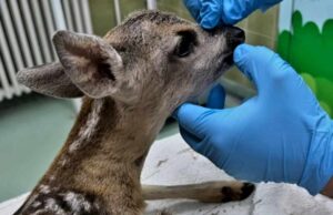 Povređeno lane zbrinuo ZOO Planet. Povrede užasne, odsečene mu noge Povređeno lane