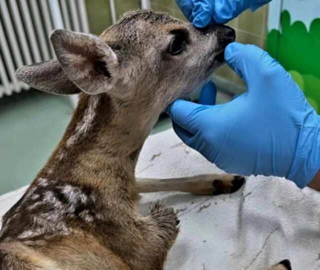 Povređeno lane Povređeno lane