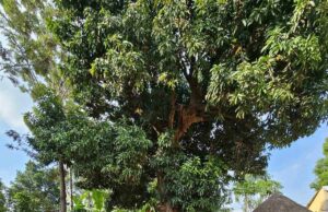 Srpski humanitarci donose vodu i nadu deci u Ugandi. Zatekli su tužan prizor – gladnu i žednu decu koja pešače 10 kilometara po vodu Srpski humanitarci donose vodu i nadu deci u Ugandi