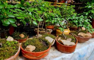 Pesnikinja iz Niša uzgaja više od stotinu bonsai drveća Bonsaji