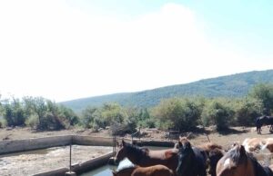 Stigla vode do Suve planine. Vojska Srbije i Grad Niš pritekli u pomoć žednim životinjama Stoka na Suvoj planini