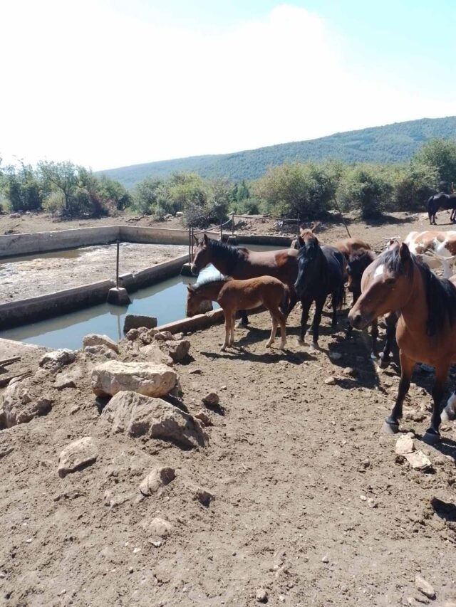 Stoka na Suvoj planini