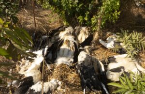 U Paraćinu i Nišu struja ponovo ubila preko 40 belih roda! Stradale ptice bele rode