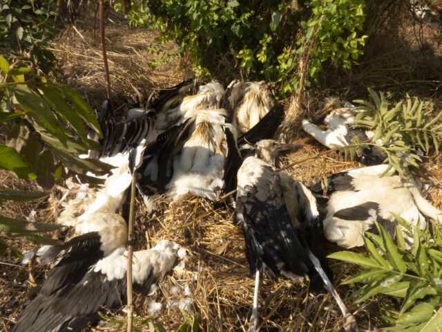 Stradale ptice bele rode Stradale ptice bele rode