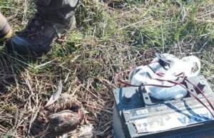 Proverite da li pred vašim očima nestaje ugrožena vrsta ptice Ubijene prepelica pored vabilice