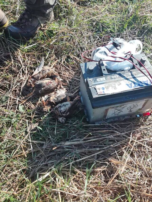 Ubijene prepelica pored vabilice Ubijene prepelica pored vabilice