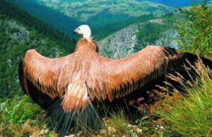 U planu da se beloglavi sup ponovo nastani u Sićevačkoj klisuri posle skoro 70 godina Beloglavi sup