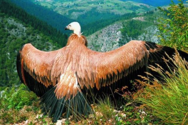 Beloglavi sup Beloglavi sup