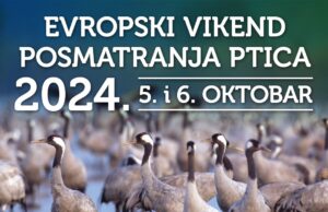 Pridružite se nekom od 30 izleta sa posmatranjem ptica širom Srbije! Evropski vikend posmatranja ptica 2024.