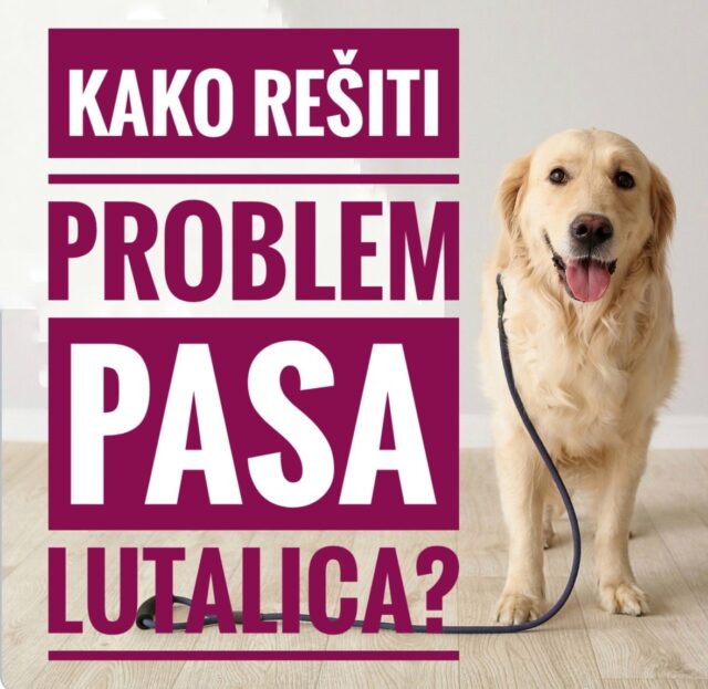 Kako rešti problem pasa lutalica