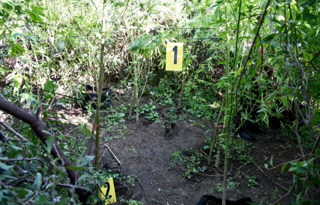 Stabiljke kanabisa Stabiljke kanabisa