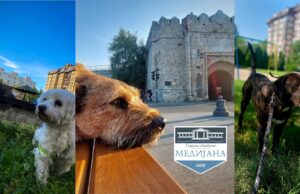 Pojačana kontrola u Medijani: Kazna 10.000 dinara za vlasnike pasa koji ne čiste za svojim ljubimcima Pojačana kontrola u Medijani