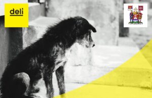 Grad Niš poziva građane na raspravu o problemu pasa lutalica Rasprava o problemu pasa lutalica