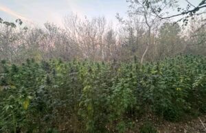 Uhapšen četrdesettrogodišnji muškarc zbog zasad sa 401 stabljke kanabisa Kanabis