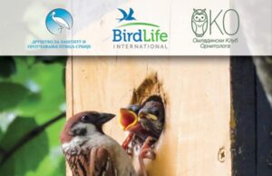 Dolazi sezona gnežđenja ptica – kako napraviti i gde postaviti kućice? Kućice, hranilice i pojilice za ptice