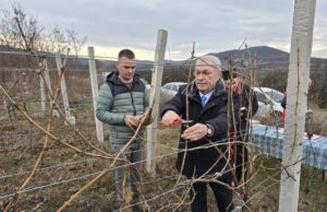 Orezivanjem vinove loze u Miljkovcu, obeležen Sveti Trifun – zaštitnik vinogradara Orezivanjem vinove loze u Miljkovcu