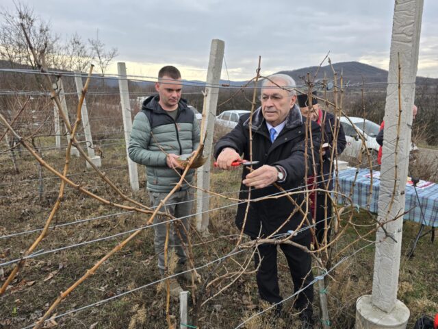 Orezivanjem vinove loze u Miljkovcu