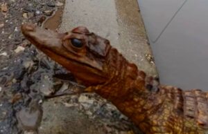 Krokodil usred Niša? Građani se uznemirili, reagovala i policija Krokodil usred Niša