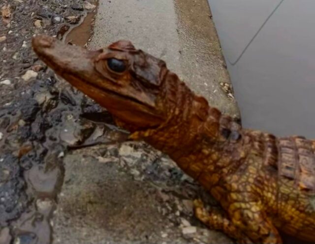 Krokodil usred Niša Krokodil usred Niša