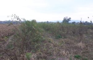 Grad Niš daje u zakup 555 parcela državnog poljoprivrednog zemljišta Parcele državnog poljoprivrednog zemljišta