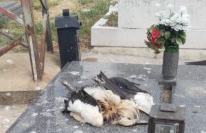 Ponovo stradaju rode od strujnog udara na Novom groblju – za dve nedelje u stradalo osam roda Ponovo stradaju rode od strujnog udara na Novom groblju