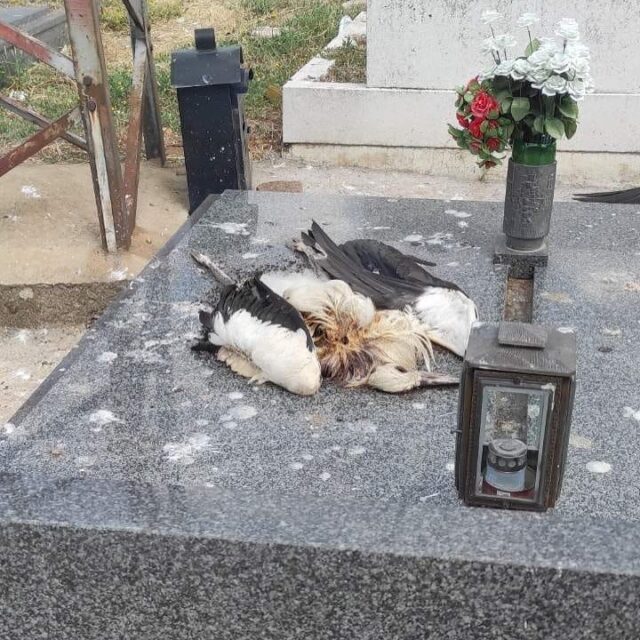 Ponovo stradaju rode od strujnog udara na Novom groblju