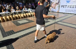 Otvoren Festival pasa u Nišu uz poruku „Udomi, ne kupuj” Festival pasa u Nišu