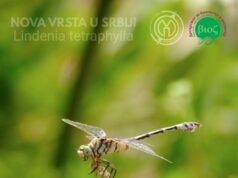 Naučnici sa niškog PMF-a otkrili novu vrstu vilinog konjica u Srbiji Nova vrsta vilinog konjica u Srbij