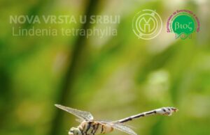 Naučnici sa niškog PMF-a otkrili novu vrstu vilinog konjica u Srbiji Nova vrsta vilinog konjica u Srbij