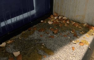 Protest u Nišu zbog pritvora studenta – gađanje jajima prostorija Pokreta za narod i državu Jaja na prostorije Pokreta za narod i državu