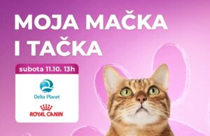 Biraju se najlepše mace – izložba „Moja mačka i tačka” u Delta Planetu