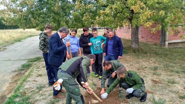 Sadnice bora u dvorištu škole Bubanj
