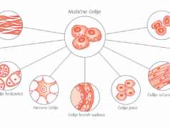 Hitno potrebni donori matičnih ćelija za troje Nišlija Matične ćelije
